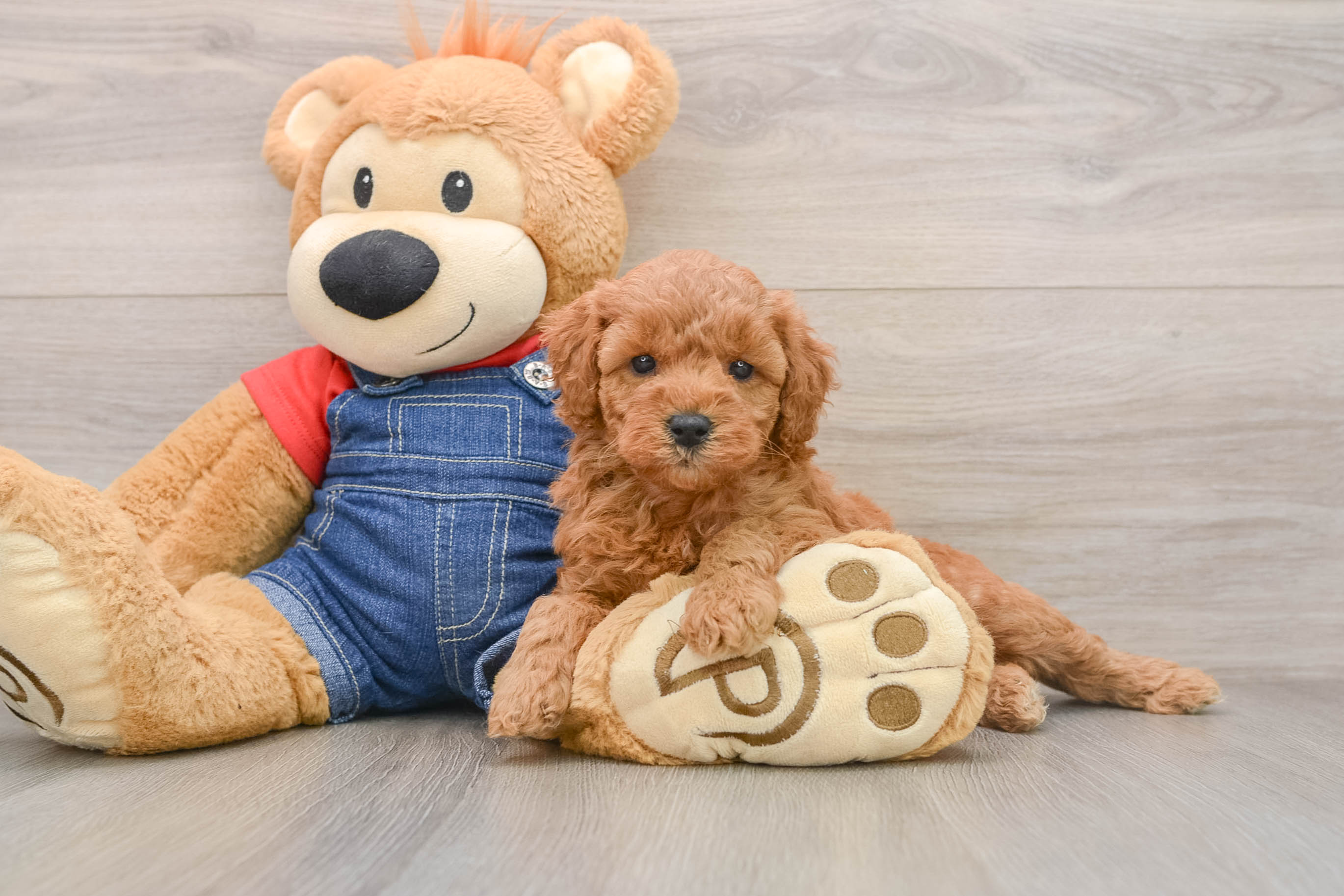 Mini Goldendoodle Pup Being Cute