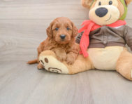 7 week old Mini Goldendoodle Puppy For Sale - Florida Fur Babies