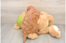 Little Mini Goldenpoo Poodle Mix Puppy