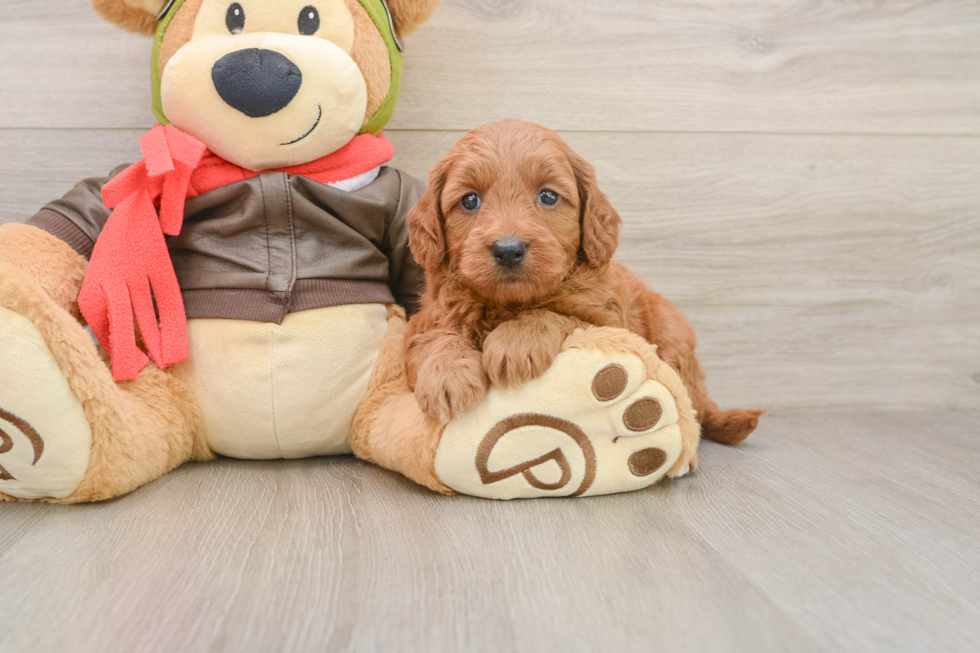 Mini Goldendoodle Pup Being Cute