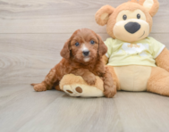 5 week old Mini Goldendoodle Puppy For Sale - Florida Fur Babies