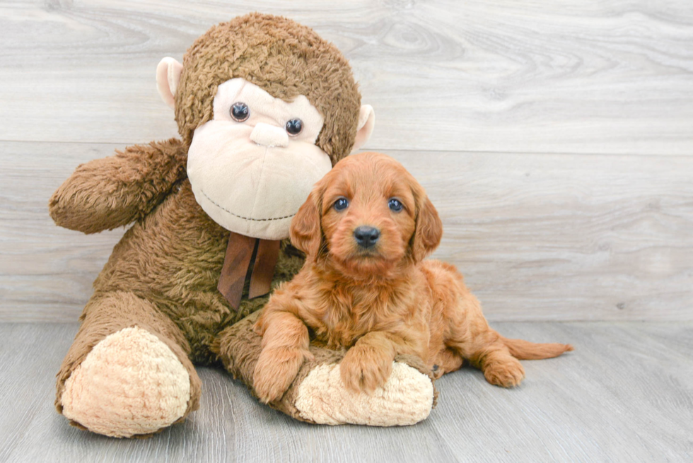Meet Anabelle - our Mini Goldendoodle Puppy Photo 1/3 - Florida Fur Babies