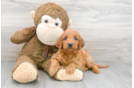 Meet Anabelle - our Mini Goldendoodle Puppy Photo 1/3 - Florida Fur Babies