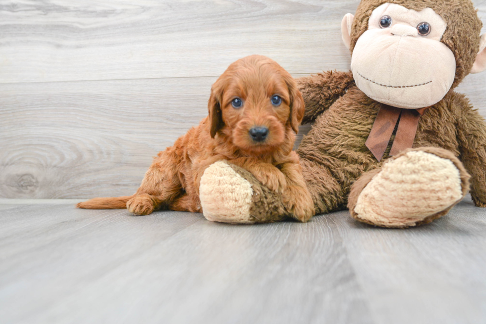 Meet Anabelle - our Mini Goldendoodle Puppy Photo 2/3 - Florida Fur Babies