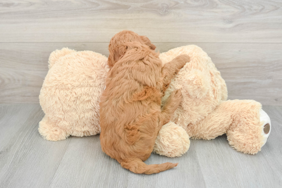 Best Mini Goldendoodle Baby