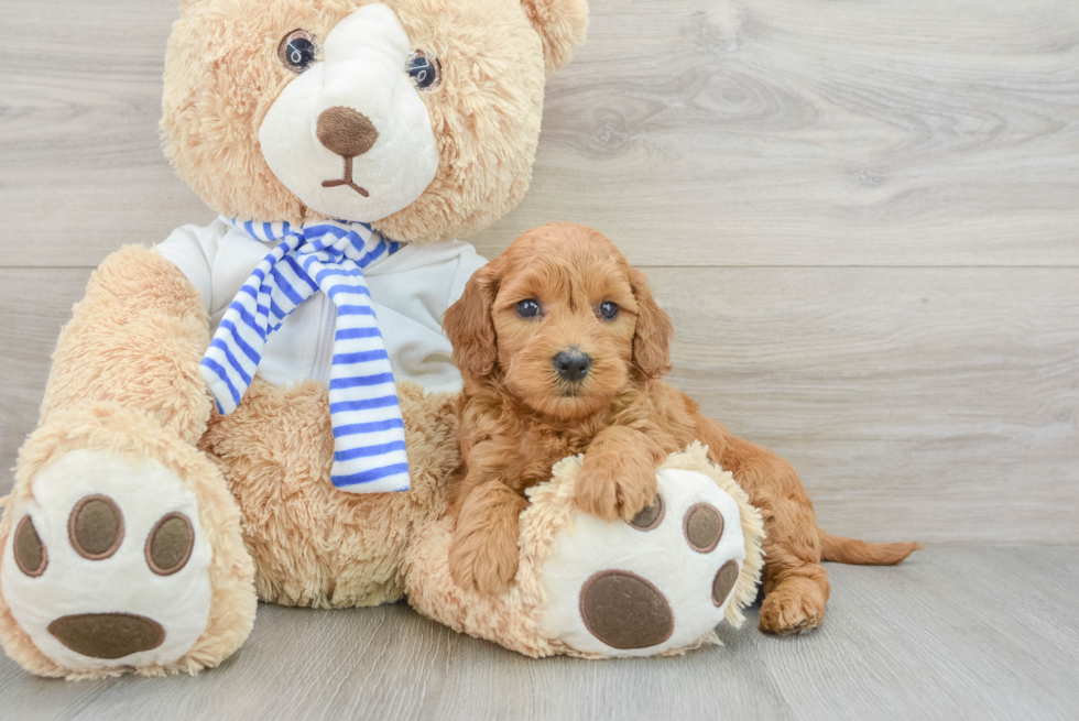 Adorable Golden Retriever Poodle Mix Poodle Mix Puppy