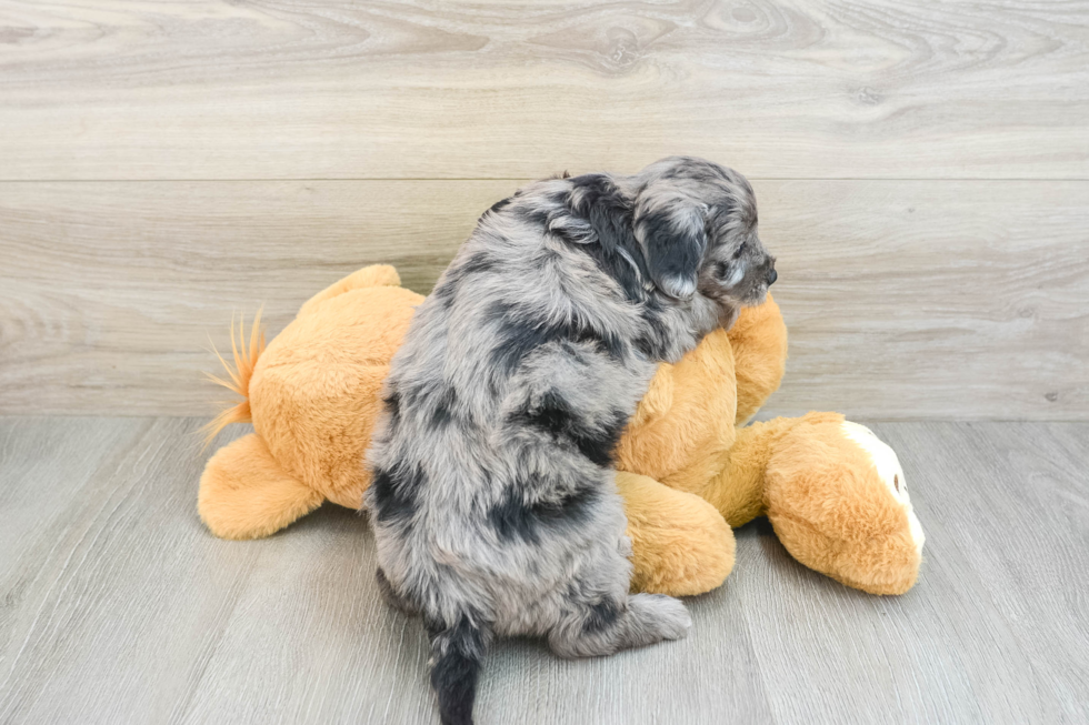 Popular Mini Goldendoodle Poodle Mix Pup