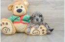 Funny Mini Goldendoodle Poodle Mix Pup