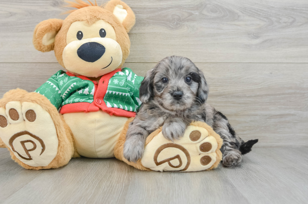 9 week old Mini Goldendoodle Puppy For Sale - Florida Fur Babies