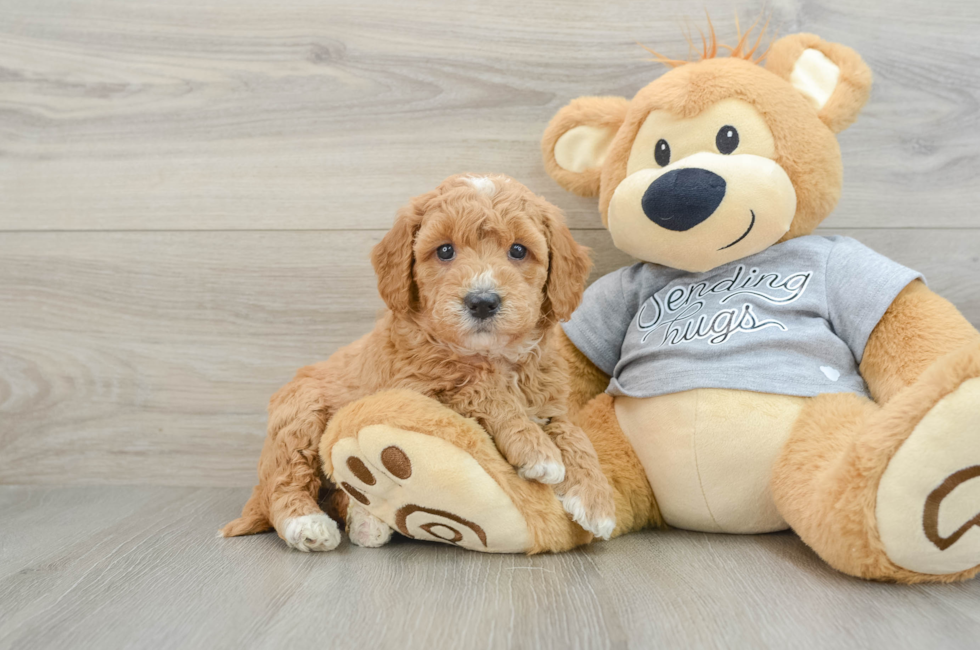 5 week old Mini Goldendoodle Puppy For Sale - Florida Fur Babies