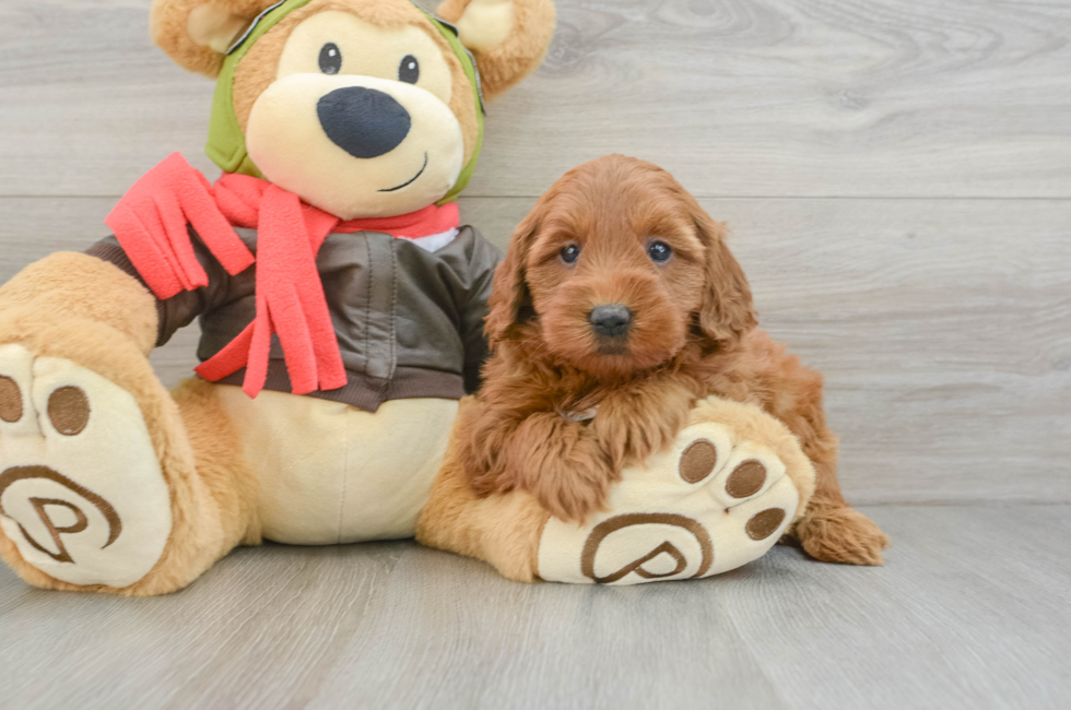 5 week old Mini Goldendoodle Puppy For Sale - Florida Fur Babies