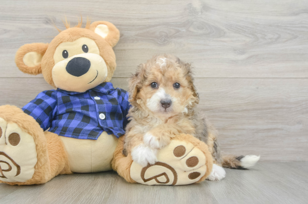 5 week old Mini Goldendoodle Puppy For Sale - Florida Fur Babies