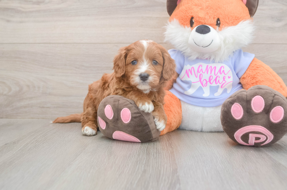 5 week old Mini Goldendoodle Puppy For Sale - Florida Fur Babies