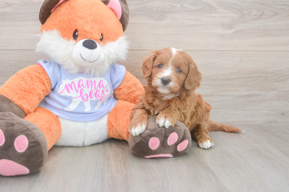 Petite Mini Goldendoodle Poodle Mix Pup