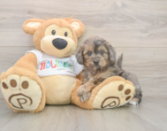 6 week old Mini Goldendoodle Puppy For Sale - Florida Fur Babies