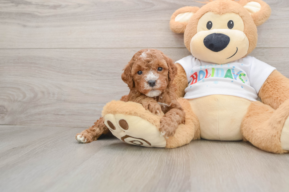 Best Mini Goldendoodle Baby