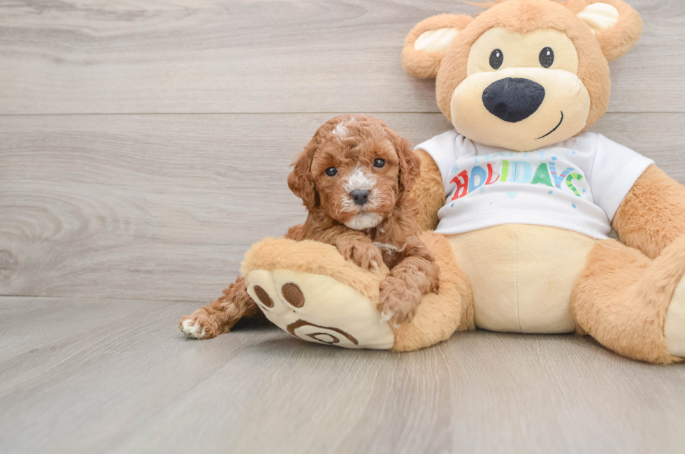 5 week old Mini Goldendoodle Puppy For Sale - Florida Fur Babies