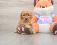 6 week old Mini Goldendoodle Puppy For Sale - Florida Fur Babies