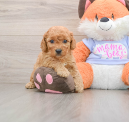 7 week old Mini Goldendoodle Puppy For Sale - Florida Fur Babies