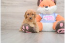 Petite Mini Goldendoodle Poodle Mix Pup