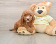 7 week old Mini Goldendoodle Puppy For Sale - Florida Fur Babies