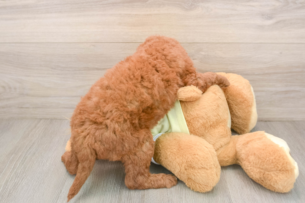 Mini Goldendoodle Puppy for Adoption