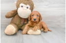 Meet Andrea - our Mini Goldendoodle Puppy Photo 2/3 - Florida Fur Babies