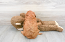 Meet Andrea - our Mini Goldendoodle Puppy Photo 3/3 - Florida Fur Babies