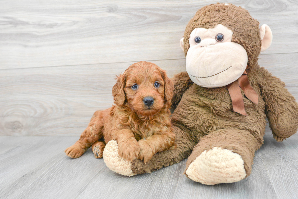 Adorable Golden Retriever Poodle Mix Puppy