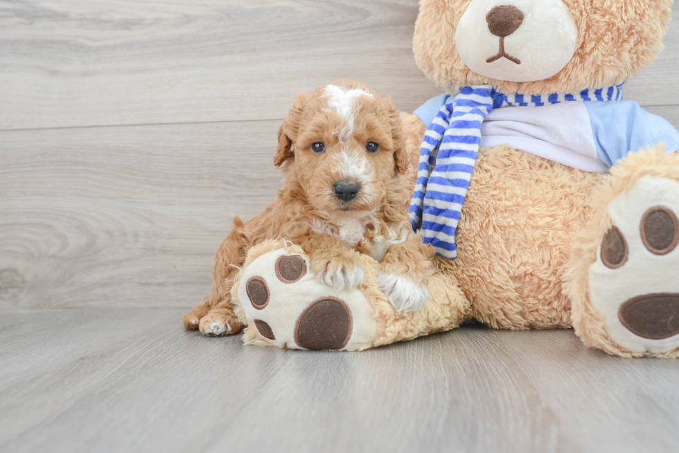 Mini Goldendoodle Puppy for Adoption