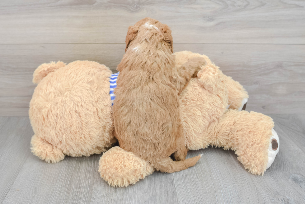 Mini Goldendoodle Pup Being Cute