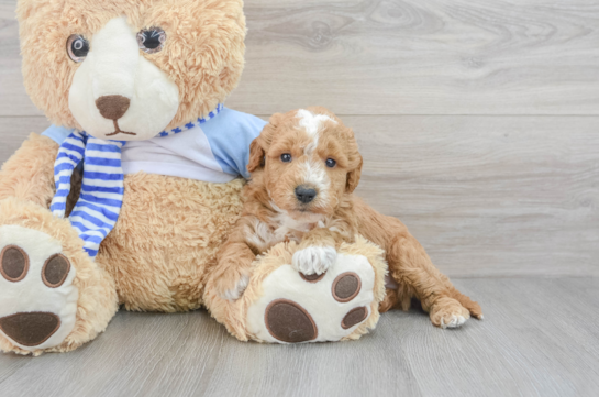 Hypoallergenic Golden Retriever Poodle Mix Puppy