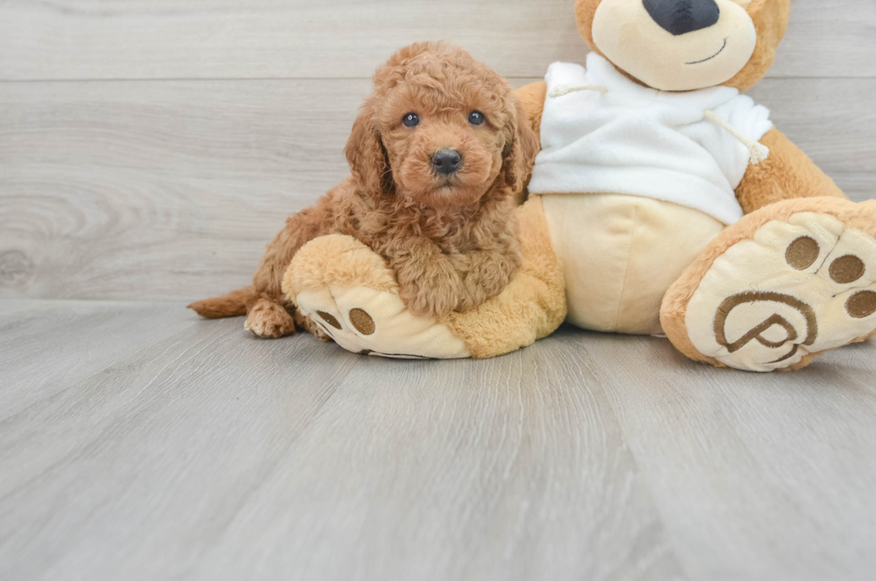 5 week old Mini Goldendoodle Puppy For Sale - Florida Fur Babies