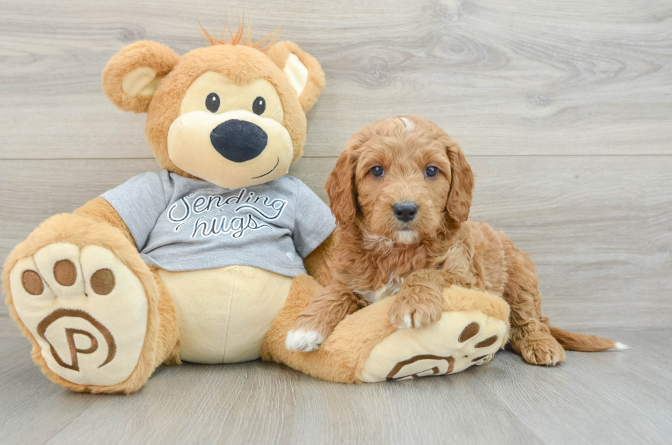 5 week old Mini Goldendoodle Puppy For Sale - Florida Fur Babies