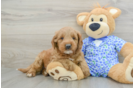 Mini Goldendoodle Puppy for Adoption