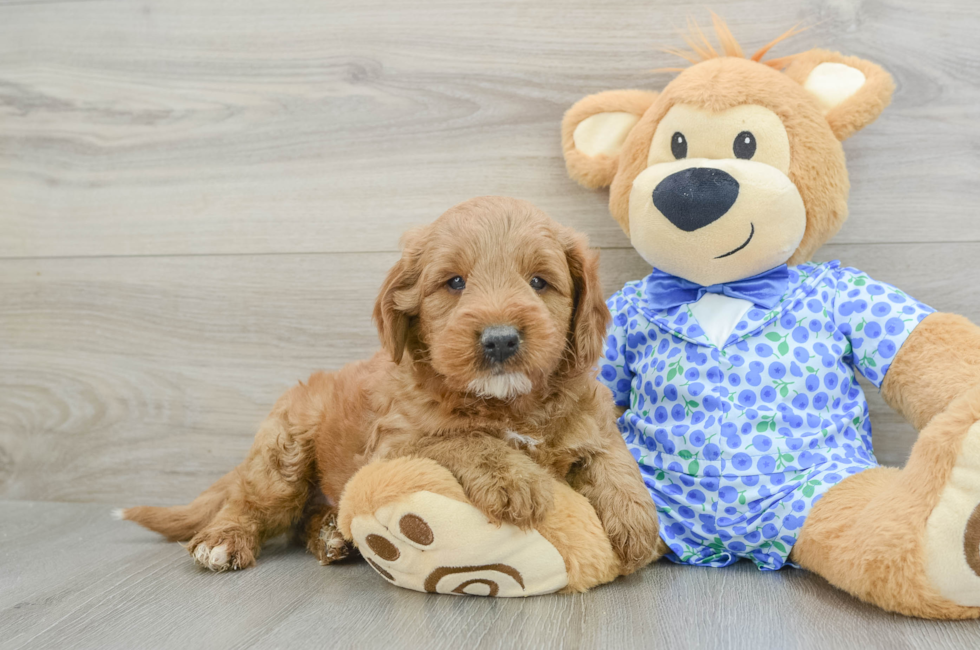 5 week old Mini Goldendoodle Puppy For Sale - Florida Fur Babies