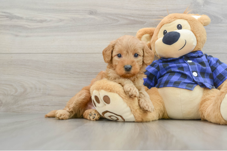 Mini Goldendoodle Pup Being Cute