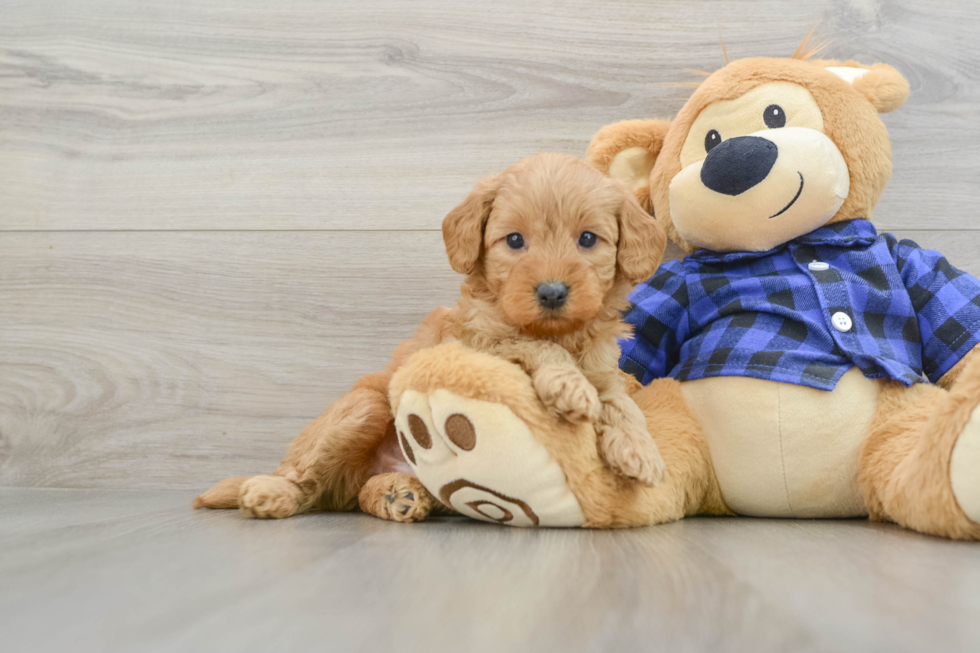 Mini Goldendoodle Pup Being Cute