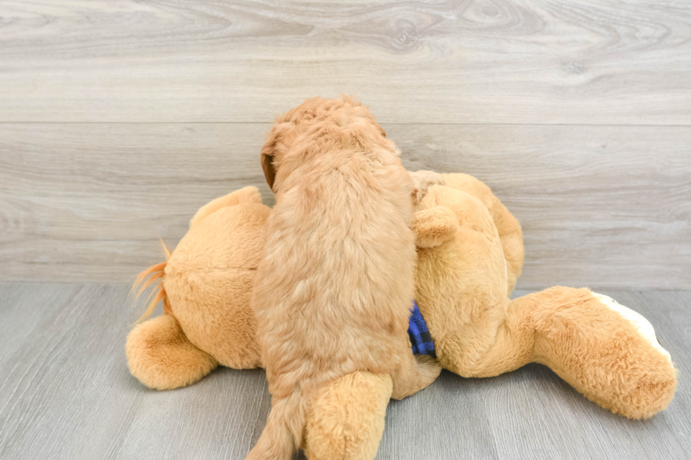 Adorable Golden Retriever Poodle Mix Poodle Mix Puppy