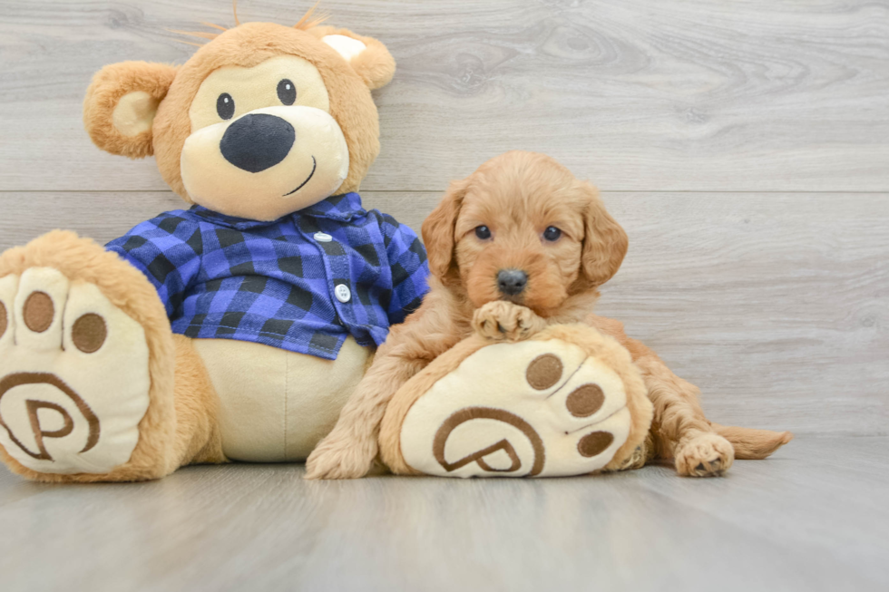 Adorable Golden Retriever Poodle Mix Poodle Mix Puppy