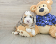 8 week old Mini Goldendoodle Puppy For Sale - Florida Fur Babies