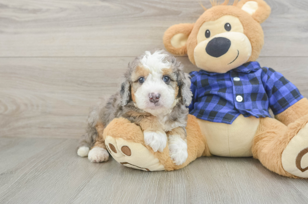 5 week old Mini Goldendoodle Puppy For Sale - Florida Fur Babies