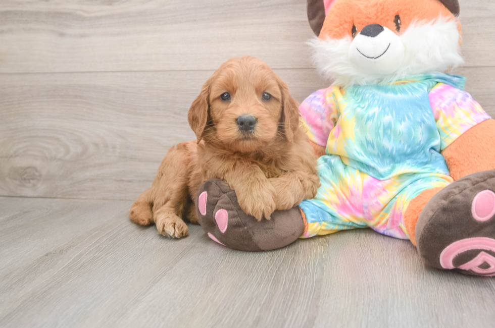 5 week old Mini Goldendoodle Puppy For Sale - Florida Fur Babies