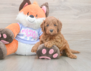 5 week old Mini Goldendoodle Puppy For Sale - Florida Fur Babies