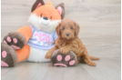 Mini Goldendoodle Puppy for Adoption
