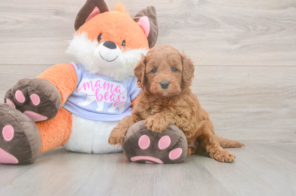 5 week old Mini Goldendoodle Puppy For Sale - Florida Fur Babies