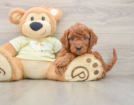 6 week old Mini Goldendoodle Puppy For Sale - Florida Fur Babies