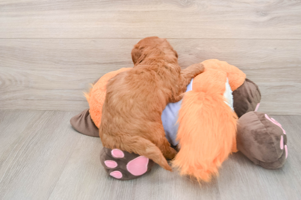Mini Goldendoodle Puppy for Adoption
