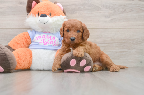 Friendly Mini Goldendoodle Baby