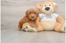 Mini Goldendoodle Puppy for Adoption